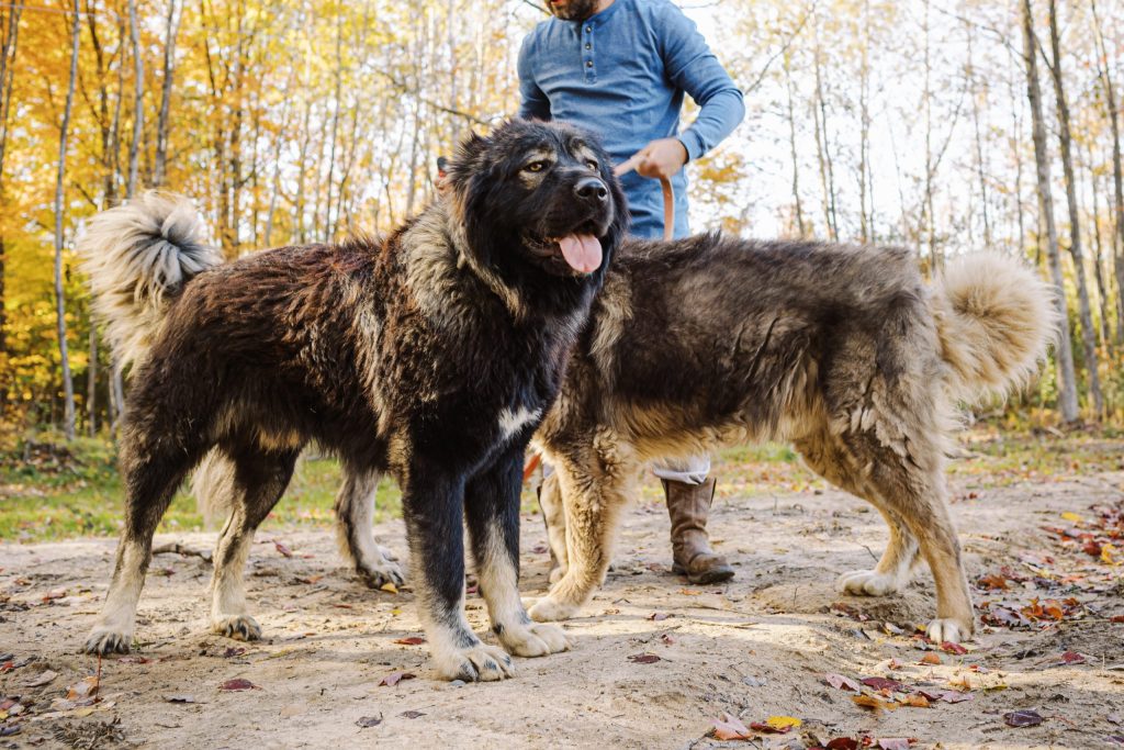 Brotherbear Acres Caucasian Shepherd pack together in an autumn woodland setting