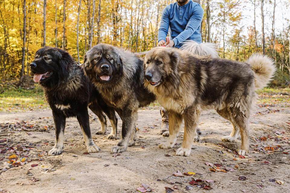 Brotherbear Acres Caucasian Shepherd pack standing together outdoors