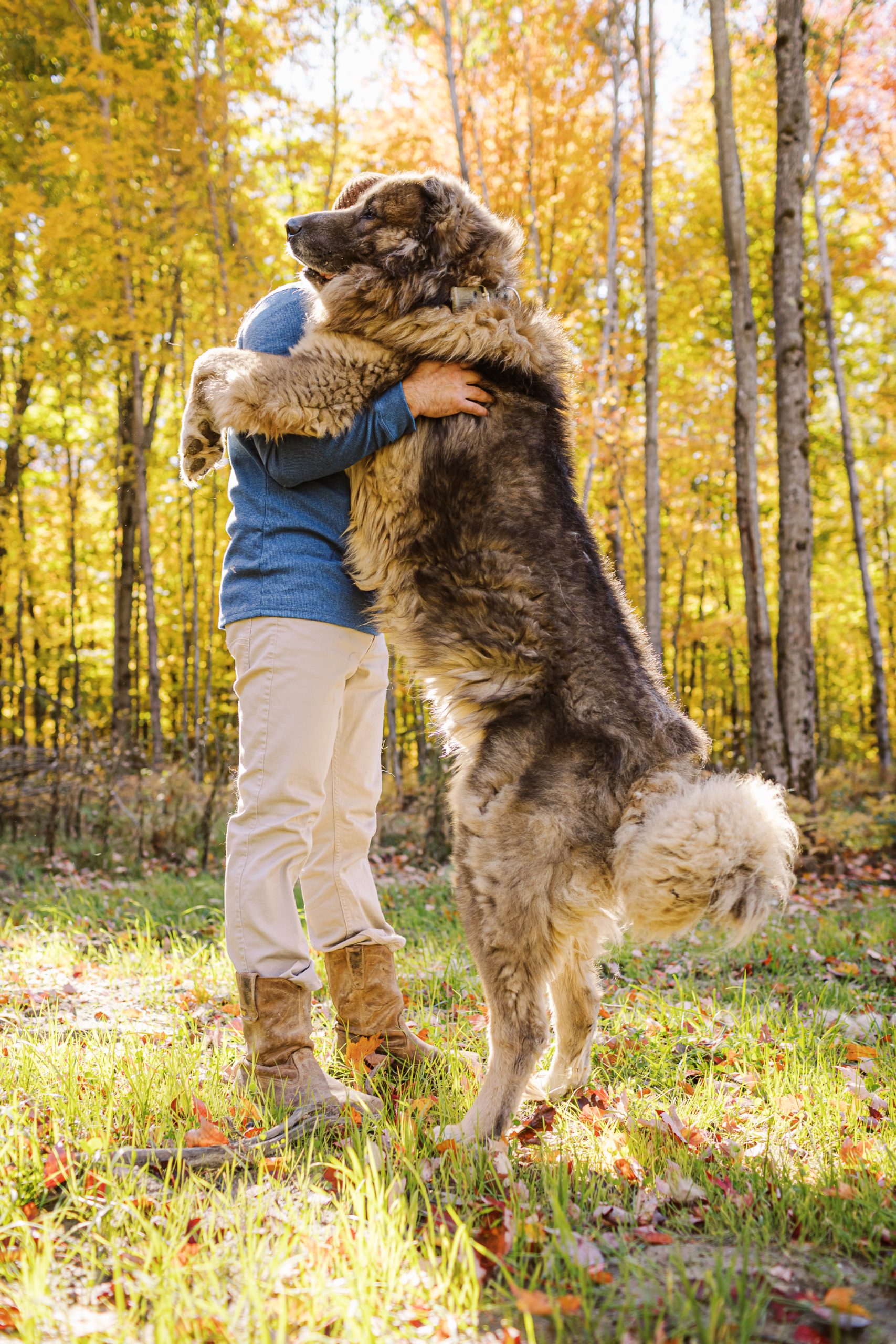 Adult Caucasian Shepherd at Brotherbear Acres