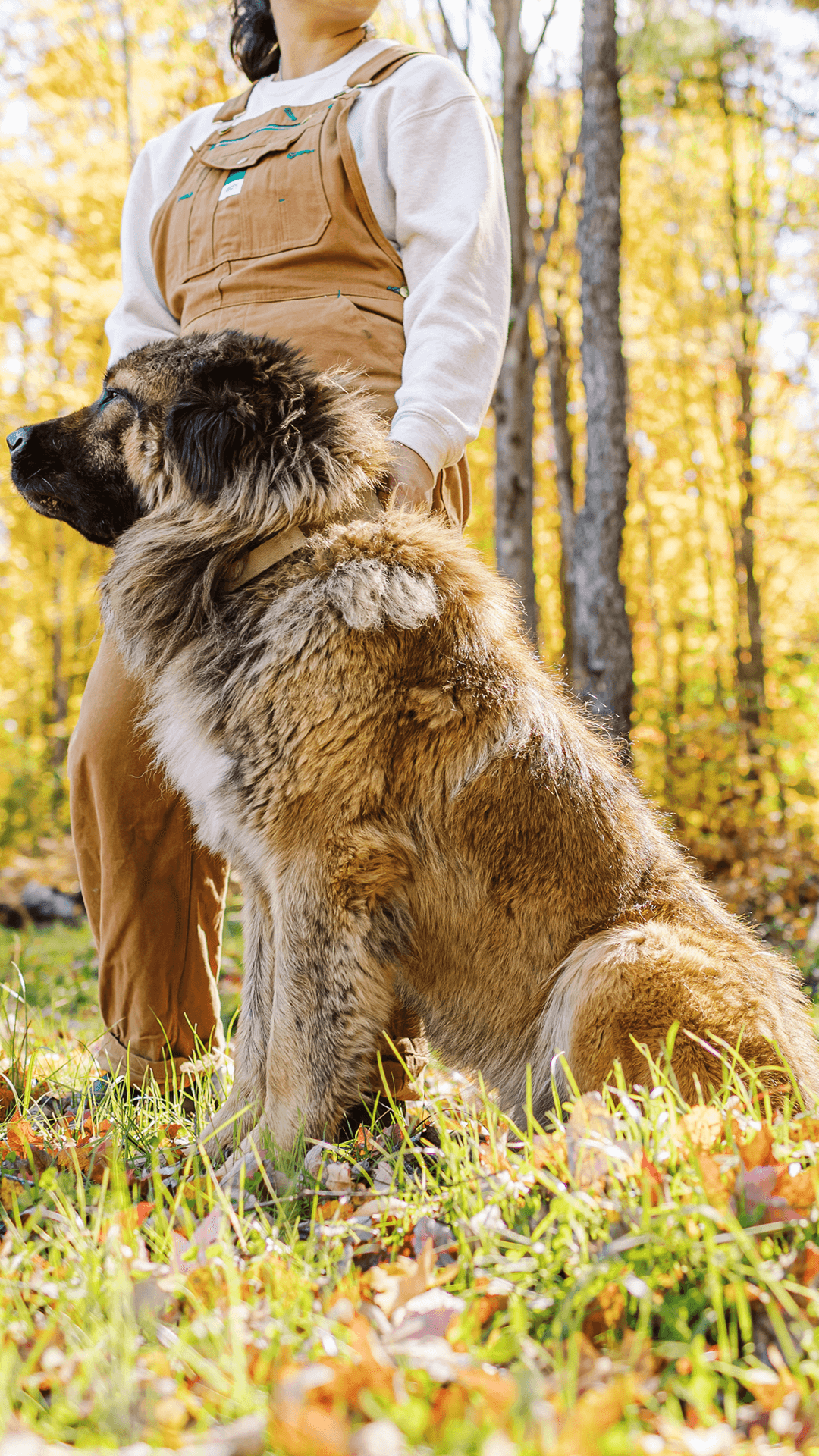 Mila, a female Caucasian Shepherd at Brotherbear Acres