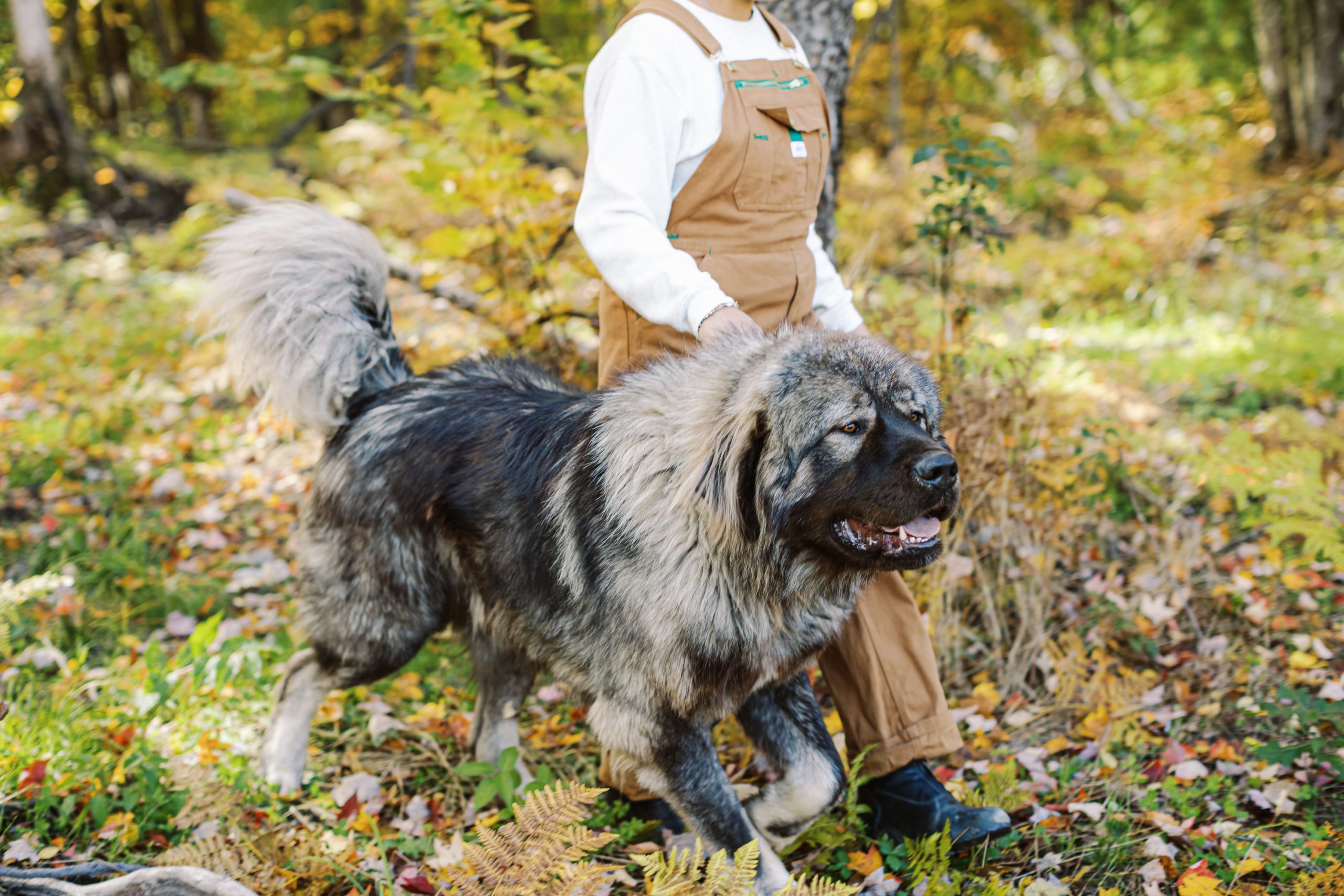 Large adult Caucasian Shepherd at Brotherbear Acres