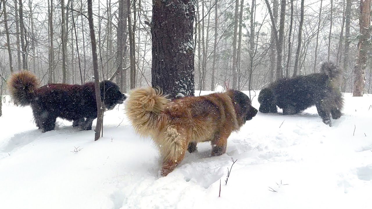 Brotherbear Acres Caucasian Shepherd pack on the farm in winter